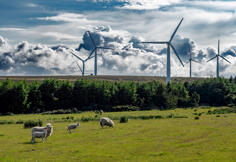 Wind turbines and sheep on a pasture